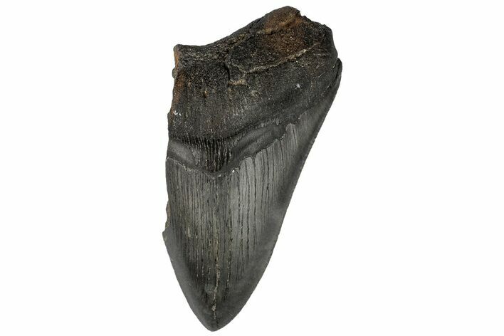 Partial, Fossil Megalodon Tooth #194005